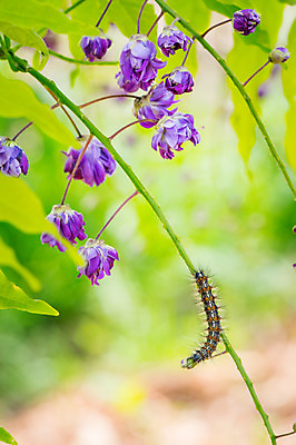 포토 JPG 주간 한마리 꽃 여러송이 자연 사람없음 야외 아웃포커스 보라색 송충이 국내포토 자연요소 식물 1 컬러 다수 촬영기법 생태계 파일형식