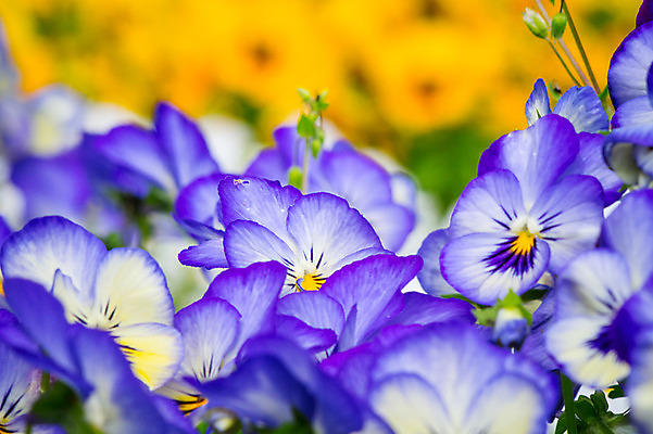 포토 JPG 주간 꽃 여러송이 자연 근접촬영 사람없음 야외 아웃포커스 파란색 국내포토 자연요소 식물 뷰포인트 컬러 다수 촬영기법 생태계 파일형식