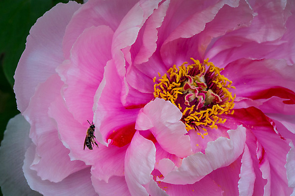 포토 JPG 주간 한마리 꽃 분홍색 한송이 자연 근접촬영 사람없음 야외 아웃포커스 꽃술_꽃 꿀벌 국내포토 자연요소 식물 1 뷰포인트 컬러 촬영기법 벌_곤충 생태계 송이 파일형식