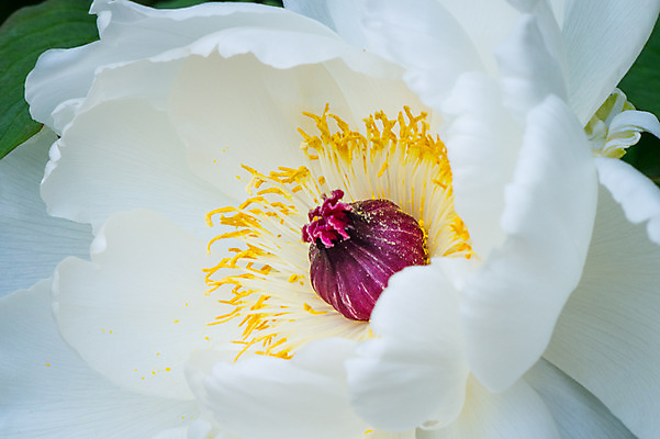 포토 JPG 주간 꽃 한송이 자연 근접촬영 사람없음 야외 아웃포커스 흰색 꽃술_꽃 국내포토 자연요소 식물 1 뷰포인트 컬러 촬영기법 생태계 송이 파일형식