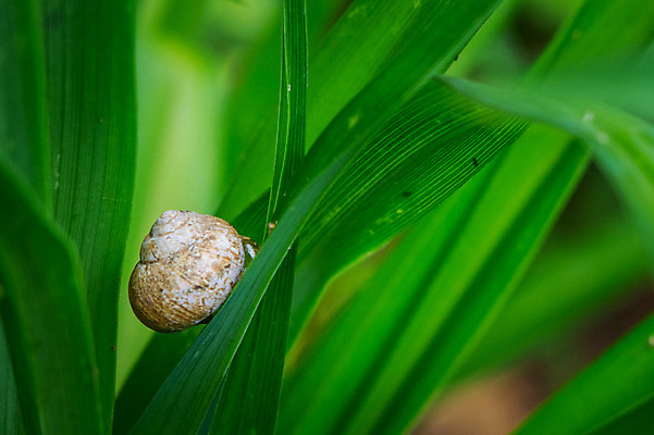 포토 JPG 주간 한마리 잎 자연 사람없음 야외 아웃포커스 달팽이 국내포토 자연요소 식물 1 연체동물 촬영기법 생태계 파일형식