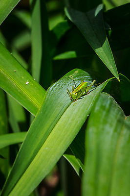 포토 JPG 주간 한마리 곤충 잎 자연 사람없음 야외 아웃포커스 국내포토 자연요소 식물 동물 1 촬영기법 생태계 파일형식