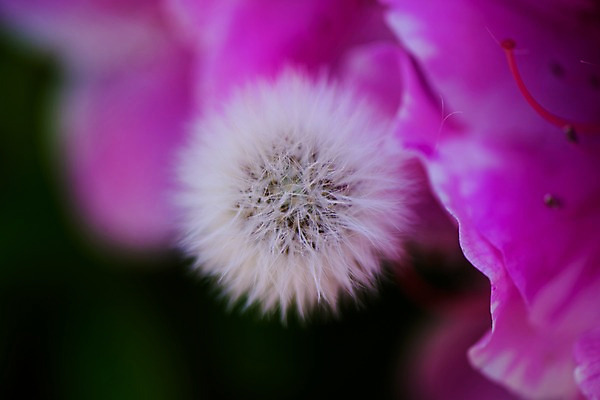 포토 JPG 주간 꽃 자연 근접촬영 사람없음 야외 아웃포커스 꽃술_꽃 국내포토 자연요소 식물 뷰포인트 촬영기법 생태계 파일형식