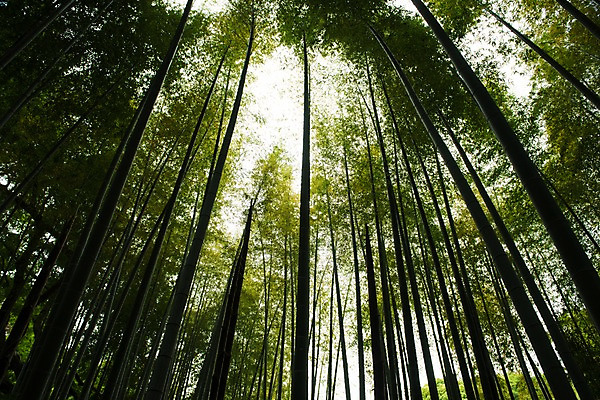 포토 JPG 주간 로우앵글 자연 풍경 사람없음 야외 숲 대나무 대나무숲 대나무밭 국내포토 자연요소 나무 뷰포인트 밭 생태계 파일형식