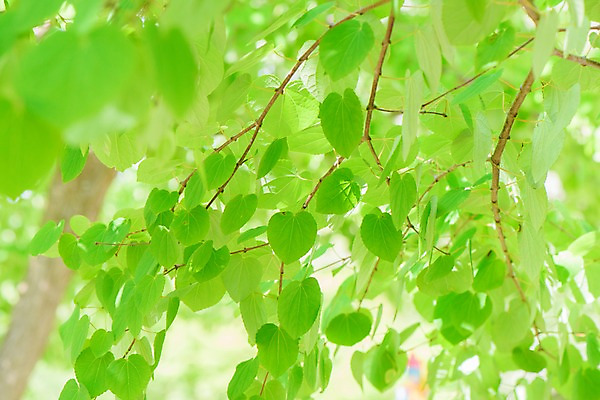 포토 JPG 주간 자연 나뭇잎 사람없음 야외 아웃포커스 나뭇가지 국내포토 자연요소 나무 잎 촬영기법 생태계 파일형식