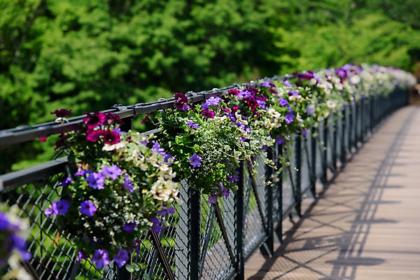 포토 JPG 주간 꽃 사람없음 야외 아웃포커스 조경 안전펜스 가교 국내포토 자연요소 식물 건축물 촬영기법 울타리 파일형식