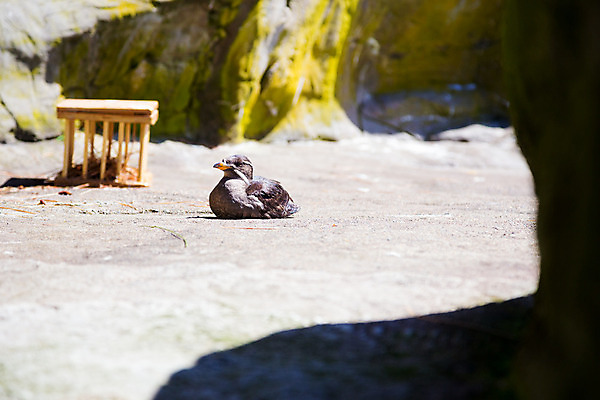 포토 JPG 해외이미지 날개 조류 휴식 동물원 사람없음 수족관 물새 해외202004 해외포토 동물 컨셉 파일형식 이미지허브