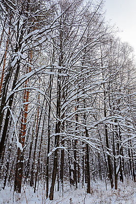 포토 JPG 해외이미지 나무 식물 구름 디자인 계절 공원 여행 백그라운드 겨울 자연 하늘 날씨 풍경 사람없음 야외 목재 빛 환경 냉동 얼음 검은색 추위 흰색 나뭇가지 소나무 숲 서리 장면 상록수 침엽수 층 전나무 원뿔 내추럴 제설기 가문비나무 해외202004 해외포토 자연요소 도형 공공시설 컬러 재료 생태계 제설 파일형식 이미지허브