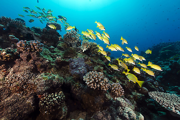 포토 JPG 해외이미지 식물 동물 모래 바다 백그라운드 자연 표면 어류 풍경 사람없음 물 파란색 컬러풀 햇빛 태양 바닷속 수중 광선 산호 아래 다이빙 장면 암초 깊이 소금물 아네모네 이국적 침몰 파라다이스 해외202004 해외포토 자연요소 꽃 컬러 수영 수중동물 자포동물 방향 생태계 위치 수중스포츠 파일형식 이미지허브