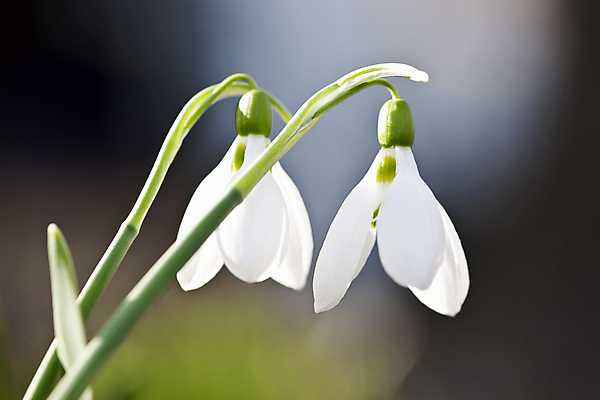 포토 JPG 해외이미지 꽃잎 꽃 사람없음 아웃포커스 들꽃 개화 스노드롭 해외202004 해외포토 식물 촬영기법 파일형식 이미지허브