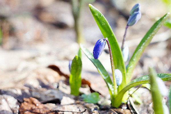 포토 JPG 해외이미지 식물 계절 꽃잎 꽃 꽃다발 백그라운드 잎 겨울 꽃무늬 자연 사람없음 야외 초록색 파란색 머리 정원 봄 성장 벚꽃 신선 개화 떨어짐 숲 4월 묘사 내추럴 블루벨 처음 헌병 해외202004 해외포토 컬러 컨셉 무늬 신체부위 군인 날짜 생태계 파일형식 이미지허브