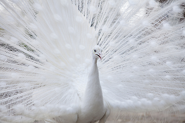 포토 JPG 해외이미지 1 공원 남자 야생동물 백그라운드 패턴 자연 조류 사람없음 야외 장식 가로 세로 컬러풀 머리 침묵 활발 펼침 흰색 우아함 공작 전시회 깃털 묘사 꼬리 부리 목 보여주기 꿩 고립 해외202004 해외포토 동물 공공시설 컬러 컨셉 무늬 모션 사람 신체부위 소리 전시 생태계 파일형식 이미지허브