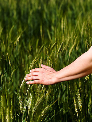 포토 JPG 해외이미지 식물 손 음식 컨셉 밭 농업 신체 손가락 자연 사람 사람없음 초록색 농작물 환경 봄 터치 수확 성장 시골 신선 시리얼 밀 허브 보리 팔 밭일 해외202004 해외포토 계절 산업 컬러 곡류 신체부위 생태계 파일형식 이미지허브