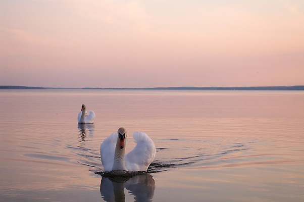 포토 JPG 해외이미지 동물 호수 물결 야생동물 백그라운드 자연 조류 발렌타인데이 사랑 사람없음 야외 물 파란색 빛 강 반사 평화 검은색 수영 침묵 거울 흰색 하트 연못 황무지 우아함 심볼 순수 깃털 부리 백조 장면 목 단아함 해외202004 해외포토 자연요소 모양 감정 컬러 컨셉 데이이벤트 신체부위 소리 수상스포츠 생태계 파일형식 이미지허브