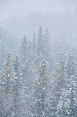 포토 JPG 해외이미지 나무 조각 겨울 바람 날씨 사람없음 추위 흰색 숲 시원함 폭풍 눈보라 해외202004 해외포토 자연요소 식물 계절 컬러 눈_날씨 파일형식 이미지허브
