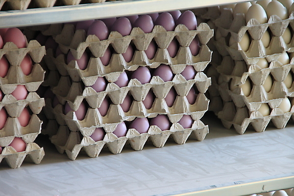 포토 JPG 해외이미지 공장 사람없음 계란 제조 창고 서식 비누 짐싸기 판지 해외202004 해외포토 공업 위생용품 알 파일형식 이미지허브