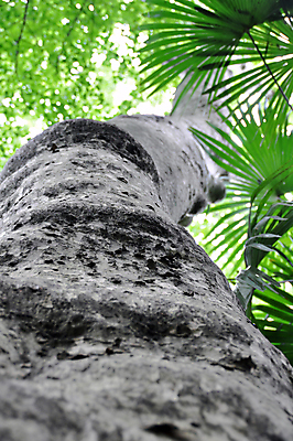 포토 JPG 해외이미지 나무 식물 섬 잎 자연 하늘 열대 손바닥 사람없음 야외 초록색 파란색 빛 정원 숲 큼 아래 나무껍질 이국적 해외202004 해외포토 손 컬러 껍질 크기 방향 생태계 위치 파일형식 이미지허브