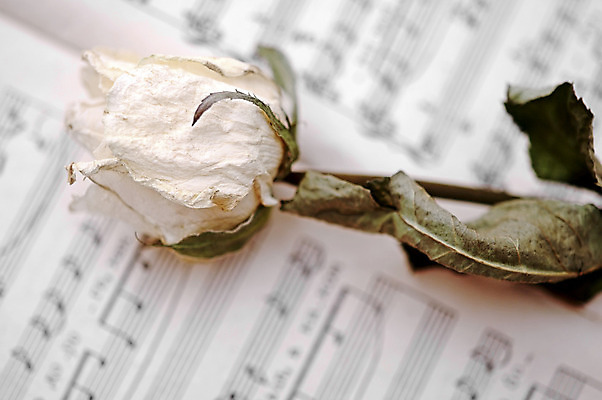 포토 JPG 해외이미지 식물 꽃 종이 음악 텍스트 건조 사람없음 책 장미 추위 오픈 심볼 향수 싱글 페이지 구식 옛날 해외202004 해외포토 문화예술 화장품 파일형식 이미지허브