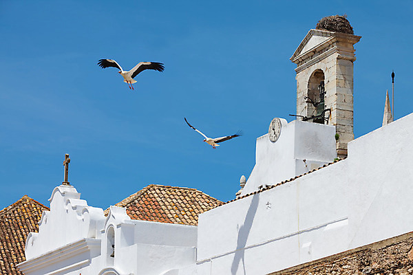포토 JPG 해외이미지 여행 자연 조류 휴가 휴식 사람없음 침묵 자유 시골 포르투갈 엽서 천국 동물상 파라다이스 황새 회복 해외202004 해외포토 동물 유럽 컨셉 조형물 소리 편지 생태계 파일형식 이미지허브