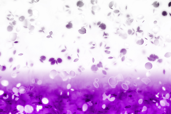 JPG 해외이미지 꽃잎 꽃 백그라운드 일러스트 사람없음 보라색 그라데이션 카피스페이스 해외202004 해외일러스트 식물 컬러 공백 파일형식 이미지허브