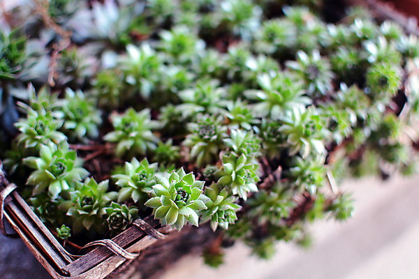 포토 JPG 해외이미지 식물 꽃 패턴 자연 사람없음 야외 초록색 하이앵글 정원 젖음 작업 원예 화단 먼지 해외202004 해외포토 뷰포인트 컬러 무늬 취미 생태계 파일형식 이미지허브