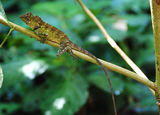 포토 JPG 해외이미지 파충류 열대 사람없음 도마뱀 동물상 해외202004 해외포토 동물 조형물 파일형식 이미지허브