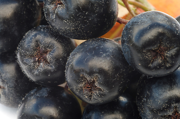 포토 JPG 해외이미지 식물 열매 음식 백그라운드 다이어트 과일 건강 식이요법 사람없음 농작물 검은색 식사 수확 신선 상품 유기농 날것 내추럴 생식 숙성 해외202004 해외포토 웰빙 컬러 농업 파일형식 이미지허브