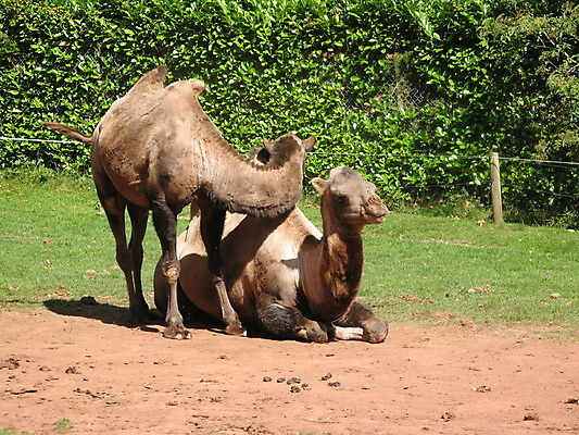 포토 JPG 해외이미지 동물 포유류 사람없음 사막 쌍 해외202004 해외포토 파일형식 이미지허브