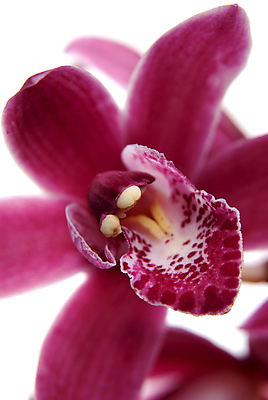 포토 JPG 해외이미지 꽃잎 실내 근접촬영 사람없음 흰배경 호접란 해외202004 해외포토 꽃 뷰포인트 백그라운드 내부 흰색 파일형식 이미지허브