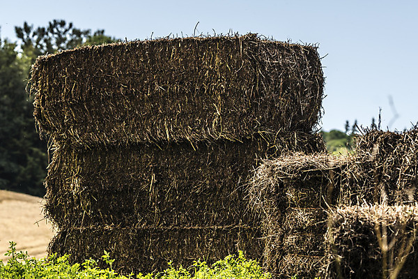 포토 JPG 해외이미지 식물 계절 산업 음식 농업 채소 자연 날씨 건조 사람없음 초록색 물 여름 햇빛 쌓기 환경 기계 봄 활발 습기 에너지 수확 시골 시간 업무 볏짚 밀 부드러움 밀짚 영양분 해외202004 해외포토 자연요소 컬러 컨셉 모션 곡류 태양 작업 감각 짚 생태계 파일형식 이미지허브