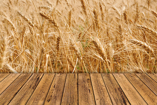 포토 JPG 해외이미지 공원 백그라운드 컨셉 밭 농업 자연 탁자 아이디어 옥수수 사람없음 목재 여름 빛 태양 갈색 노란색 우주 정원 봄 전시 빵집 시골 정상 소프트포커스 낟알 시리얼 밀 굽기 복고 매듭 밀가루 8월 양모 옛날 호밀 해외202004 해외포토 자연요소 나무 계절 공공시설 산업 음식 컬러 가구 재료 곡류 촬영기법 상점 직물 날짜 가루 구이 생태계 파일형식 이미지허브