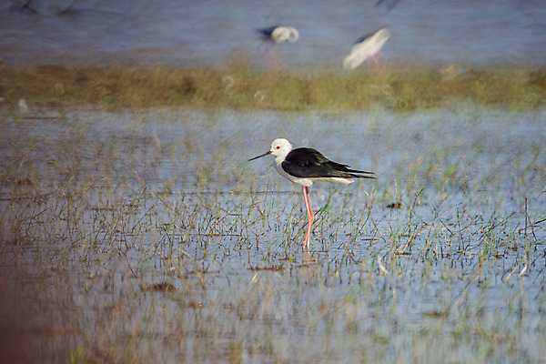 포토 JPG 해외이미지 동물 공원 유럽 호수 야생동물 바다 백그라운드 날개 자연 갈매기 조류 하늘 오리 풍경 사람없음 야외 빨간색 초록색 물 여름 파란색 빛 강 컬러풀 반사 머리 환경 검은색 봄 흰색 연못 왜가리 깃털 부리 보케 백조 장면 철새 내추럴 해외202004 해외포토 자연요소 계절 공공시설 나라 컬러 신체부위 생태계 파일형식 이미지허브