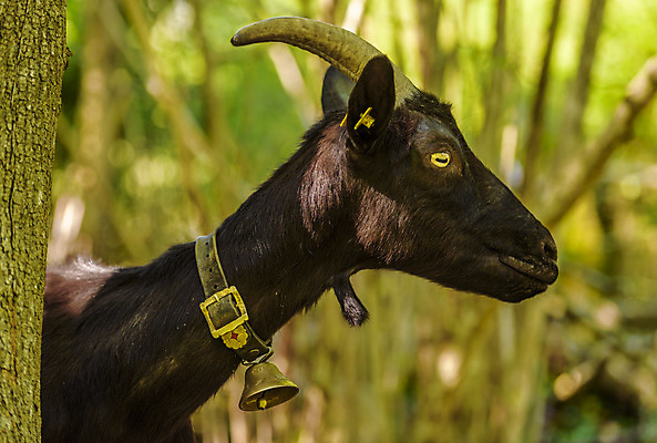 포토 JPG 해외이미지 동물 유럽 얼굴 포유류 자연 염소 털 뿔 사람없음 초록색 여름 농장 농경지 맑음 검은색 봄 목장 종 시골 모피 스위스 초식 해외202004 해외포토 계절 나라 컬러 농업 날씨 신체부위 생태계 파일형식 이미지허브