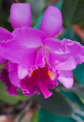 포토 JPG 해외이미지 식물 디자인 꽃잎 꽃 분홍색 꽃다발 잎 꽃무늬 패턴 자연 사람없음 장식 환경 정원 보라색 봄 벚꽃 흰색 나뭇가지 시골 난초 우아함 닫기 배열 제비꽃 보케 향 내추럴 해외202004 해외포토 나무 계절 컬러 컨셉 무늬 모션 생태계 파일형식 이미지허브