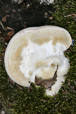 포토 JPG 해외이미지 접시 음식 잎 채소 부분 치즈 파스타 건강 요리 사람없음 식당 식사 저녁식사 버섯 놀람 이탈리아 튀김 가을 신선 고명 오스트리아 맛 숲 지중해 먹기 허브 가득함 크림 준비 레시피 시금치 점심식사 폭식 라비올리 스타일링 채식주의자 해외202004 해외포토 식물 식기 계절 감정 유럽 바다 컨셉 모션 유제품 서양음식 표정 상점 채식 파일형식 이미지허브