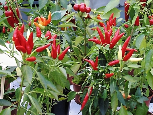 포토 JPG 해외이미지 식물 음식 잎 채소 고추 요리 사람없음 주방 신선 뜨거움 양념 먹기 페퍼로니 해외202004 해외포토 모션 소시지 파일형식 이미지허브