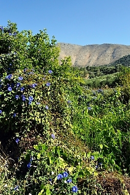 포토 JPG 해외이미지 공원 꽃잎 꽃무늬 밭 신체 잔디 사람없음 초록색 정원 봄 신선 냄비 시원함 원예 장면 땅바닥 베르데 해외202004 해외포토 식물 계절 공공시설 꽃 컬러 무늬 농업 바닥 취미 솥 파일형식 이미지허브