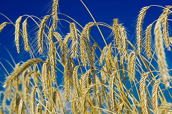 포토 JPG 해외이미지 식물 계절 음식 줄기 백그라운드 농업 과일 자연 하늘 날씨 옥수수 씨앗 풍경 사람없음 야외 가로 여름 파란색 농작물 햇빛 노란색 수확 성장 가을 시골 황금 닫기 선택 시리얼 밀 먹기 사인 보리 장면 무거움 스파이크 밀짚 8월 숙성 전경 해외202004 해외포토 산업 컬러 컨셉 모션 곡류 태양 날짜 무게 짚 생태계 파일형식 탑뷰 이미지허브