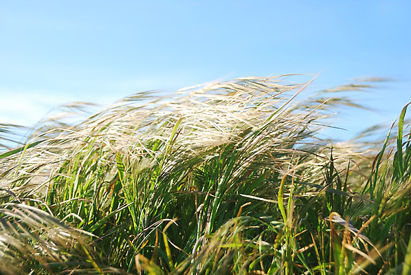 포토 JPG 해외이미지 식물 파도 백그라운드 밭 모션 자연 하늘 바람 날씨 풍경 사람없음 야외 초록색 물 여름 파란색 빛 햇빛 태양 우주 환경 맑음 봄 시골 불기 지역 스카이라인 내추럴 타격 해외202004 해외포토 자연요소 계절 바다 컬러 농업 생태계 파일형식 이미지허브
