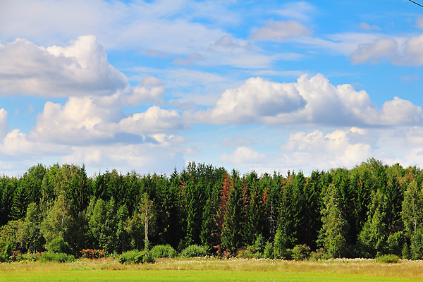 포토 JPG 해외이미지 나무 식물 구름 계절 밭 농업 자연 하늘 풍경 잔디 사람없음 야외 목재 초록색 여름 파란색 햇빛 태양 환경 맑음 봄 활발 흰색 시골 신선 숲 땅 언덕 러시아 장면 천국 내추럴 평야 수평선 해외202004 해외포토 자연요소 유럽 산업 컬러 컨셉 재료 날씨 생태계 파일형식 이미지허브