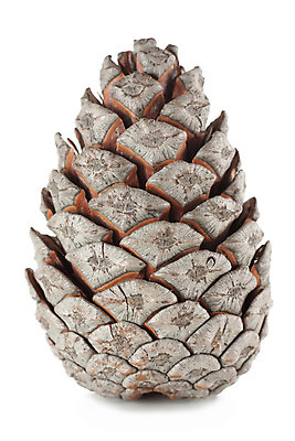 포토 JPG 해외이미지 모양 나무 식물 전통 디자인 계절 공원 문화 줄기 백그라운드 크리스마스 겨울 패턴 자연 휴가 건조 씨앗 사람없음 목재 장식 세로 갈색 견과류 가을 흰색 축하 소나무 가시 숲 오브젝트 싱글 질감 상록수 침엽수 전나무 원뿔 고립 엘리먼트 가문비나무 해외202004 해외포토 도형 공공시설 기념일 컬러 컨셉 무늬 재료 생태계 파일형식 이미지허브