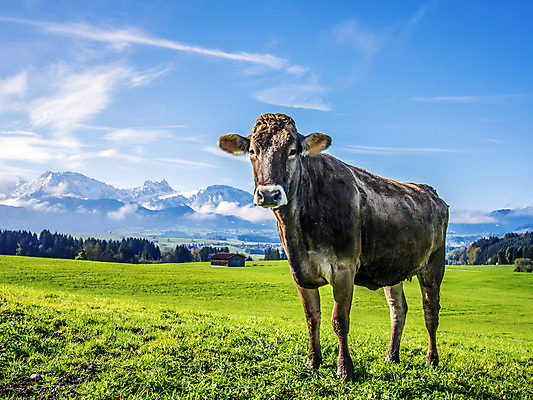 포토 JPG 해외이미지 동물 구름 여행 농업 포유류 자연 하늘 산 독일 사람없음 초록색 경제 파란색 갈색 우유 흰색 소 호기심 알프스 동물상 밭일 바이에른 목가 해외202004 해외포토 자연요소 감정 유럽 산업 컬러 컨셉 유제품 조형물 생태계 파일형식 이미지허브