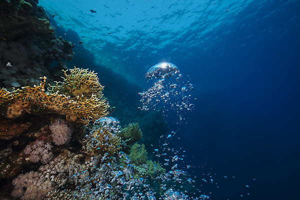포토 JPG 해외이미지 식물 동물 모래 바다 백그라운드 자연 표면 어류 풍경 사람없음 물 파란색 컬러풀 햇빛 태양 바닷속 수중 광선 산호 아래 다이빙 장면 암초 깊이 소금물 이국적 침몰 파라다이스 해외202004 해외포토 자연요소 컬러 수영 수중동물 자포동물 방향 생태계 위치 수중스포츠 파일형식 이미지허브