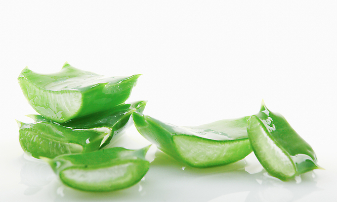 포토 JPG 해외이미지 식물 꽃 줄기 백그라운드 잎 자연 선인장 건강 사람없음 초록색 물 빛 약 우주 주스 화장품 활발 젖음 사막 성장 흰색 신선 가시 닫기 떨어짐 허브 피부 순수 묘사 피부관리 스파이크 고립 넘어짐 돌봄 알로에 억울 해외202004 해외포토 자연요소 감정 음료 컬러 컨셉 의학 모션 신체부위 뷰티 생태계 파일형식 이미지허브