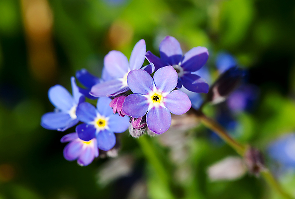 포토 JPG 해외이미지 식물 꽃잎 꽃 백그라운드 꽃무늬 자연 사람없음 야외 초록색 파란색 벚꽃 작음 해외202004 해외포토 컬러 무늬 크기 생태계 파일형식 이미지허브