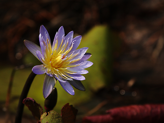 포토 JPG 해외이미지 식물 꽃잎 꽃 아프리카 자연 사람없음 파란색 컬러풀 노란색 보라색 벚꽃 개화 라일락 보츠와나 해외202004 해외포토 나라 컬러 생태계 파일형식 이미지허브