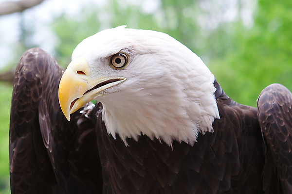 포토 JPG 해외이미지 주간 야생동물 사람없음 야외 옆모습 자신감 독수리 흰머리독수리 해외202004 해외포토 자연요소 동물 감정 뷰포인트 조류 파일형식 이미지허브