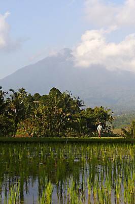 포토 JPG 해외이미지 아시아 밥 동양인 사람없음 초록색 농경지 발리 인도네시아 논밭 해외202004 해외포토 나라 음식 컬러 섬 밭 논 인종 농장 파일형식 이미지허브