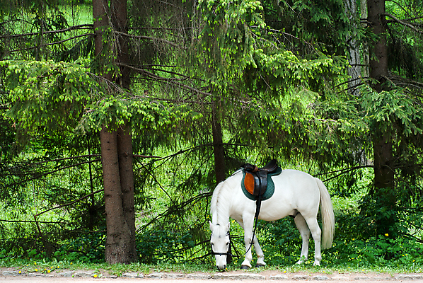 포토 JPG 해외이미지 동물 응시 계절 실루엣 자연 아침 날씨 서기 풍경 사람없음 야외 초록색 여름 빛 세계 태양 평화 흰색 물방울 시간 저녁 숲 손목시계 장면 공상 무료 혼자 해외202004 해외포토 주간 자연요소 시선 시계 컬러 컨셉 장신구 모션 촬영기법 야간 생태계 파일형식 이미지허브