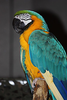 포토 JPG 해외이미지 한마리 실내 사람없음 눈감음 앵무새 해외202004 해외포토 1 모션 조류 내부 파일형식 이미지허브